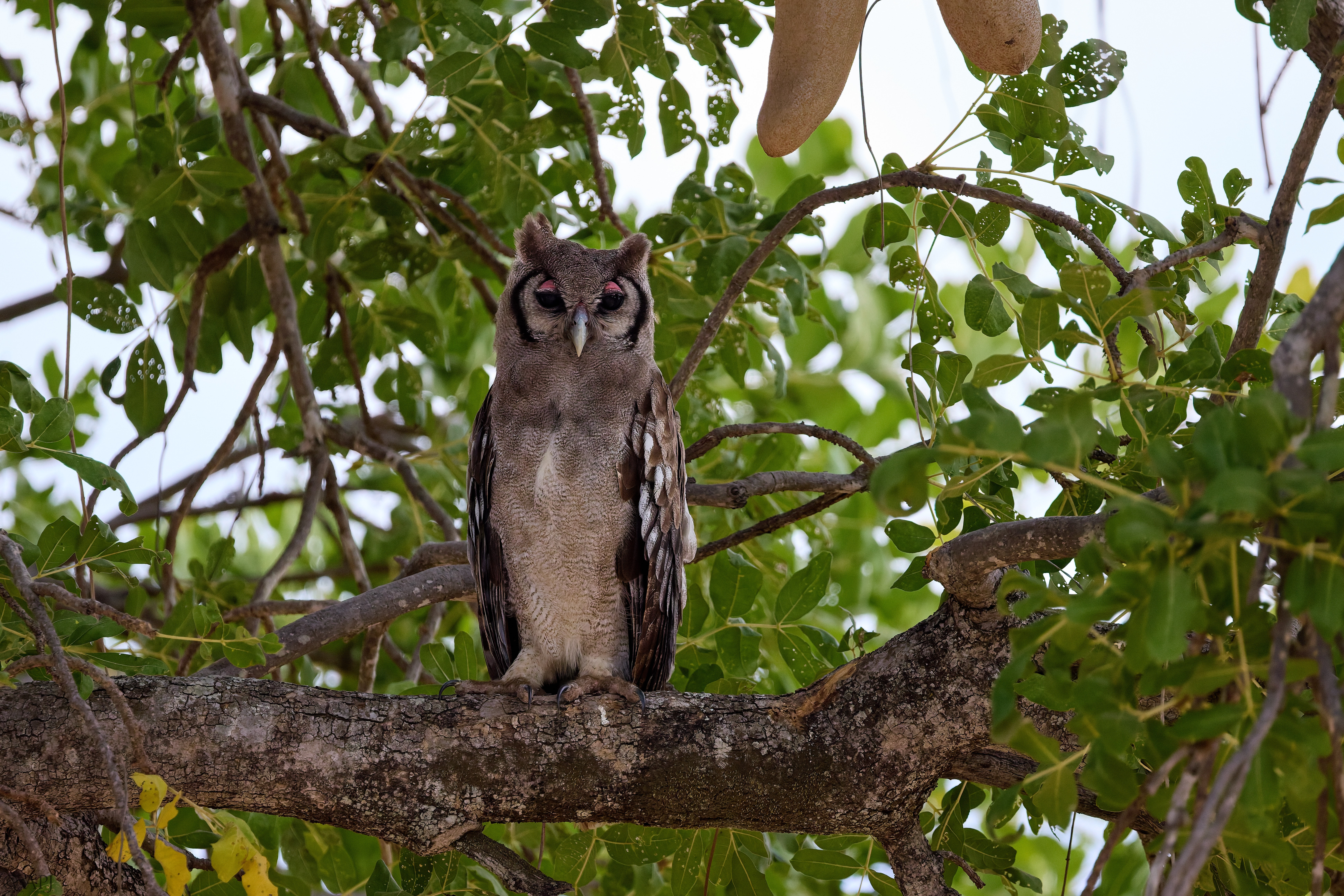 0302 APJ A7A7815 DxO DeepPRIME 3